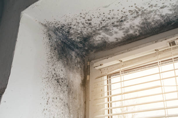 Affordable Mold Removal solutions in Sunbury, NC